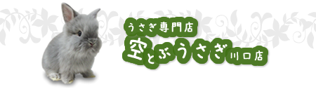 埼玉県川口市にあるうさぎの専門店空とぶうさぎならあなたにあったかわいいうさぎが見つかります♪
